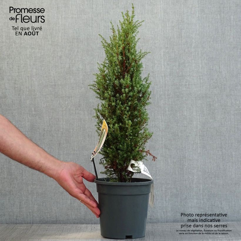 Spécimen de Genévrier commun nain - Juniperus communis Compressa Pot de 2L/3L tel que livré en été