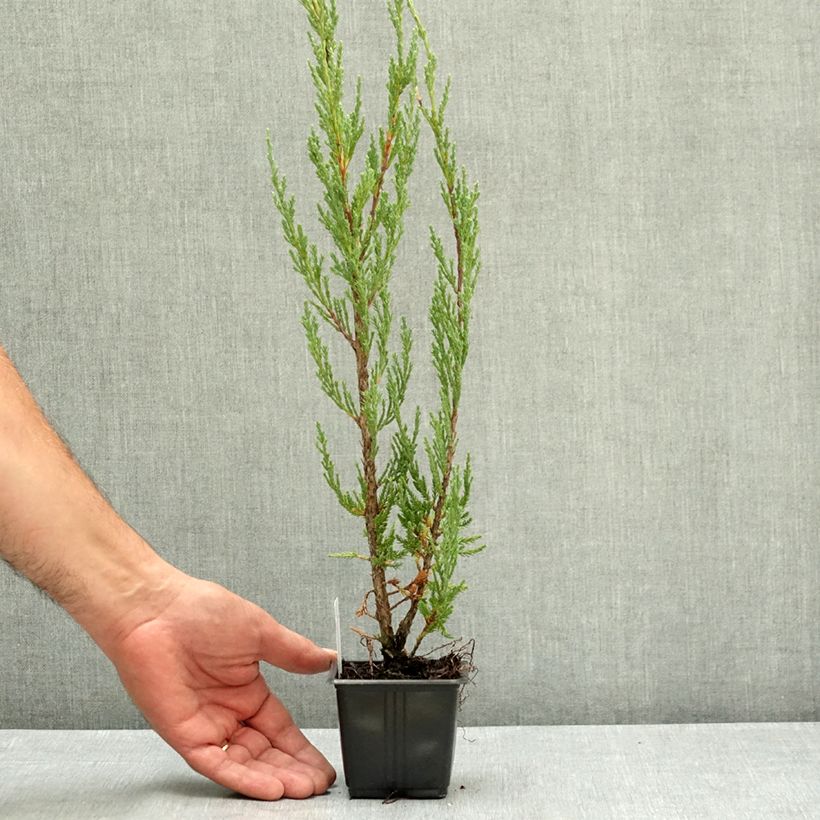 Spécimen de Genévrier de Virginie -Juniperus scopulorum Blue Arrow Godet de 8/9 cm tel que livré en été