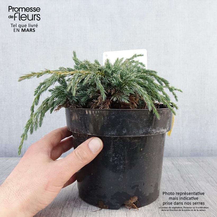 Spécimen de Genévrier écailleux - Juniperus squamata Blue Spider Pot de 2L/3L tel que livré au printemps
