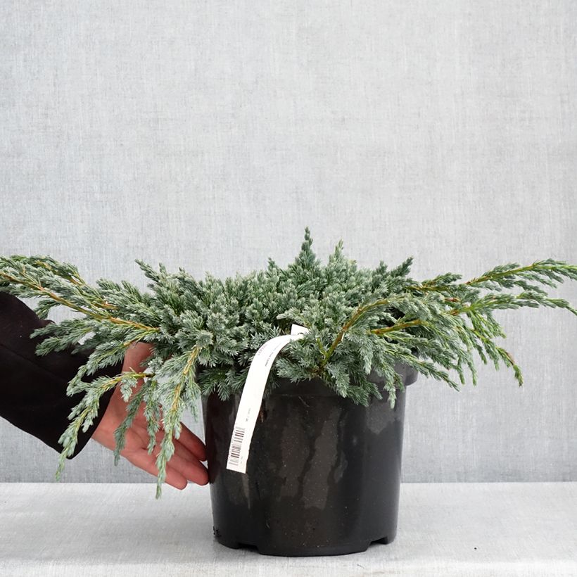 Spécimen de Genévrier écailleux - Juniperus squamata Blue Spider Pot de 7,5L/10L tel que livré au printemps