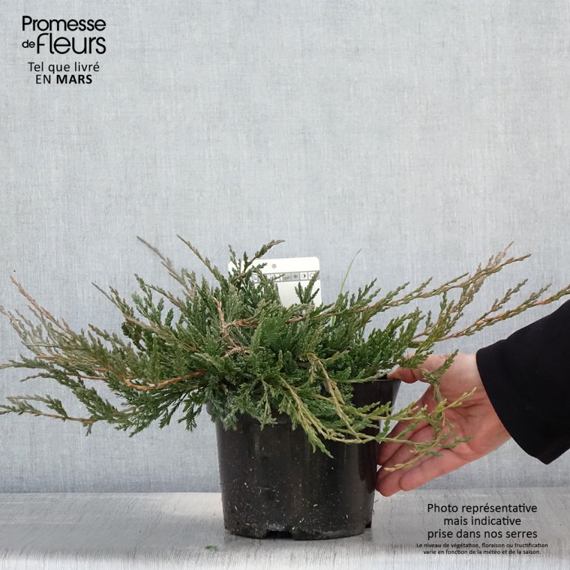 Spécimen de Genévrier horizontal - Juniperus horizontalis Jade River Pot de 2L/3L tel que livré au printemps
