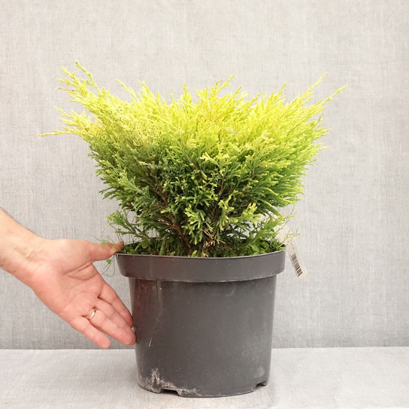Spécimen de Genévrier horizontal - Juniperus horizontalis Limeglow Pot de 7,5L/10L tel que livré en été