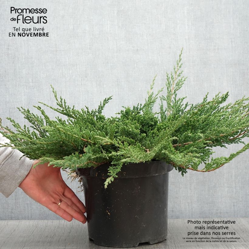 Spécimen de Genévrier horizontal - Juniperus horizontalis Prince Of Wales Pot de 7,5L/10L tel que livré en automne
