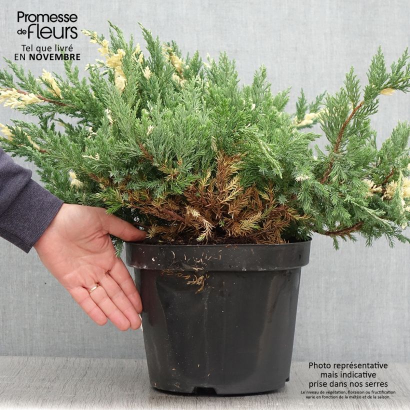 Spécimen de Genévrier rampant - Juniperus chinensis Expansa Variegata Pot de 7,5L/10L tel que livré en automne
