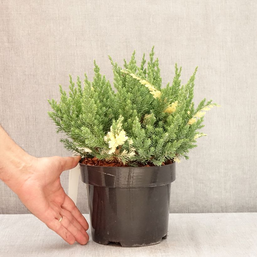 Spécimen de Genévrier rampant - Juniperus chinensis Expansa Variegata Pot de 2L/3L tel que livré en été