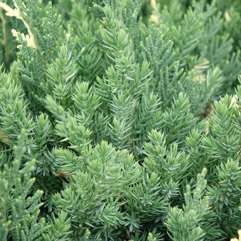Genévrier rampant - Juniperus chinensis Expansa Variegata (Foliage)