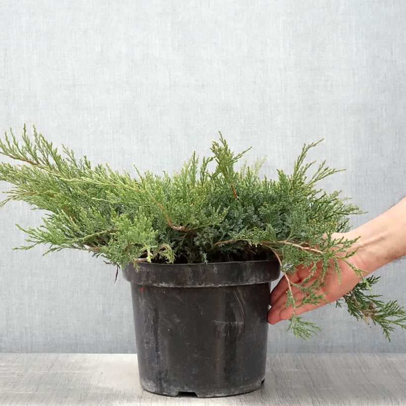 Example of Genévrier rampant - Juniperus horizontalis Wiltonii Pot de 7,5L/10L as you get in printemps