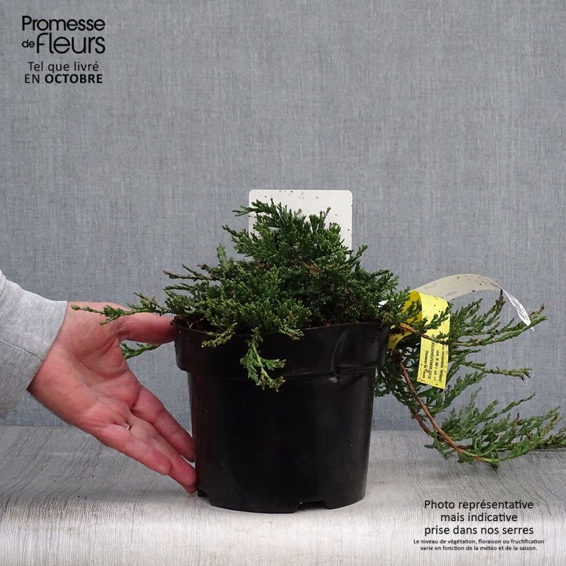 Spécimen de Genévrier rampant - Juniperus horizontalis Wiltonii Pot de 2L/3L tel que livré en automne