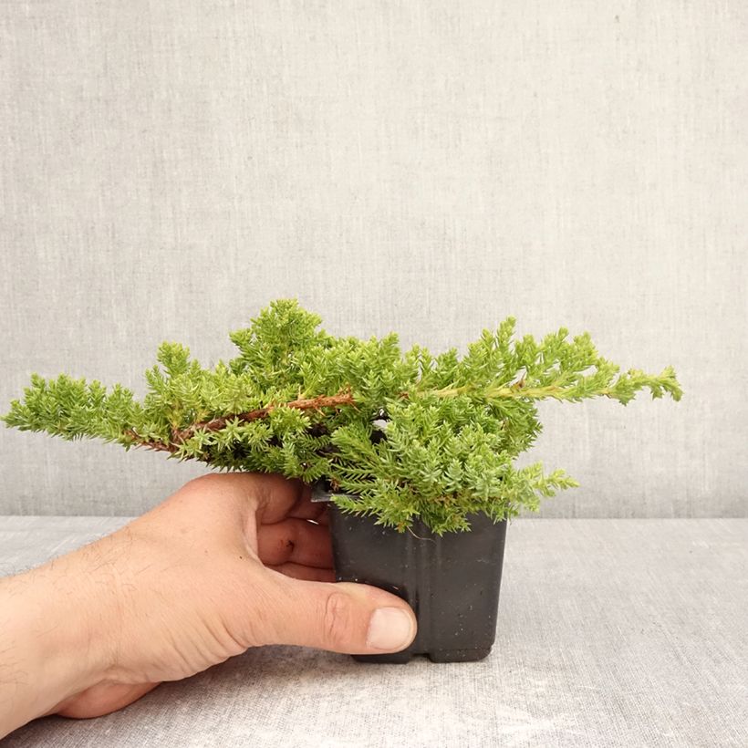 Spécimen de Genévrier rampant - Juniperus procumbens Nana Godet de 8/9 cm tel que livré au printemps