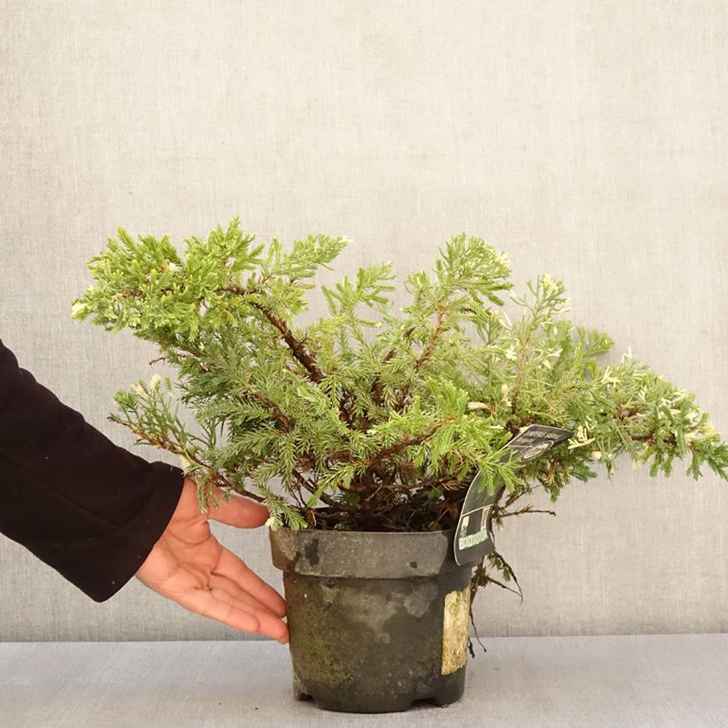 Spécimen de Genévrier sabine - Juniperus sabina Variegata Pot de 2L/3L tel que livré au printemps