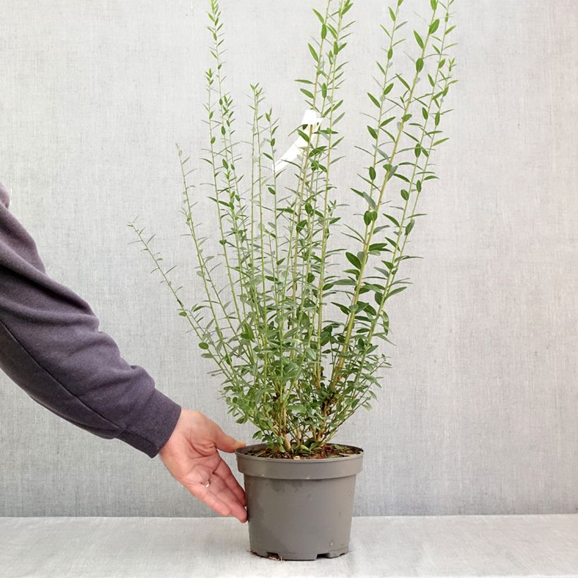 Spécimen de Genista tinctoria - Genêt des teinturiers Pot de 3L/4L tel que livré en automne