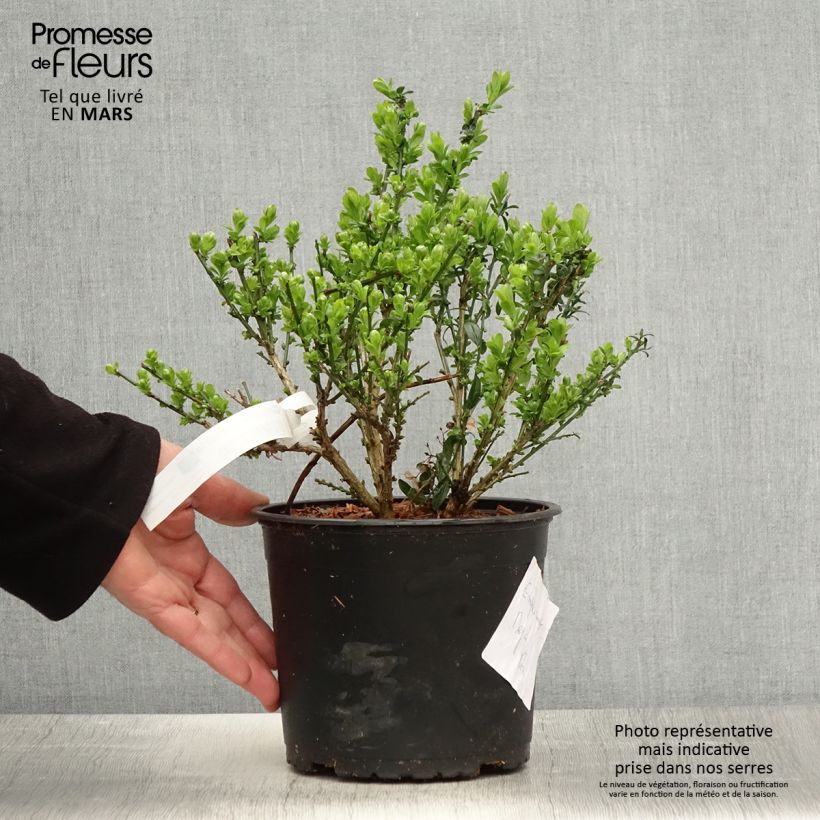 Spécimen de Genista tinctoria - Genêt des teinturiers Pot de 3L/4L tel que livré au printemps