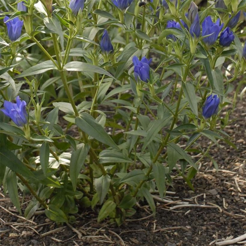 Gentiana True Blue - Gentiane (Foliage)