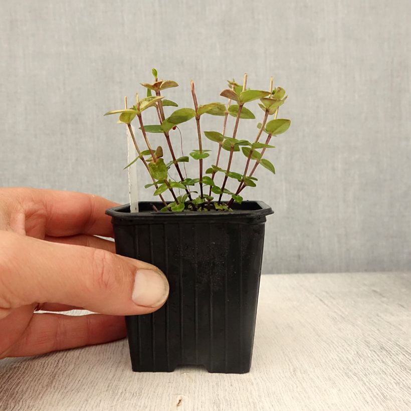 Spécimen de Gentiane scabra Zuki-rindo Godet de 8/9 cm tel que livré au printemps