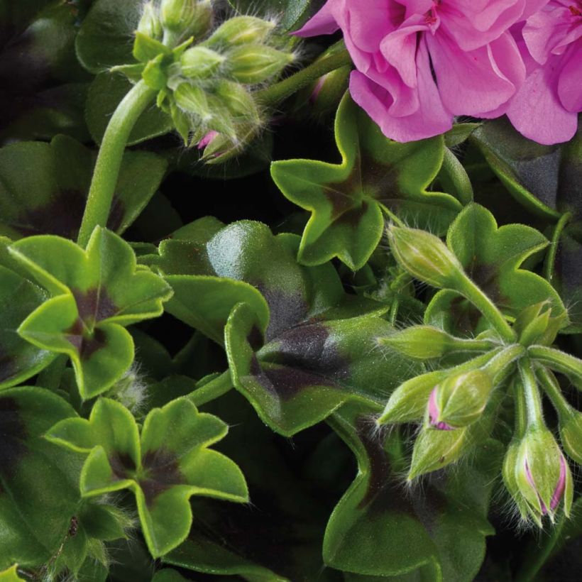Géranium lierre double Big 5 Amethyst - Pelargonium peltatum  (Foliage)
