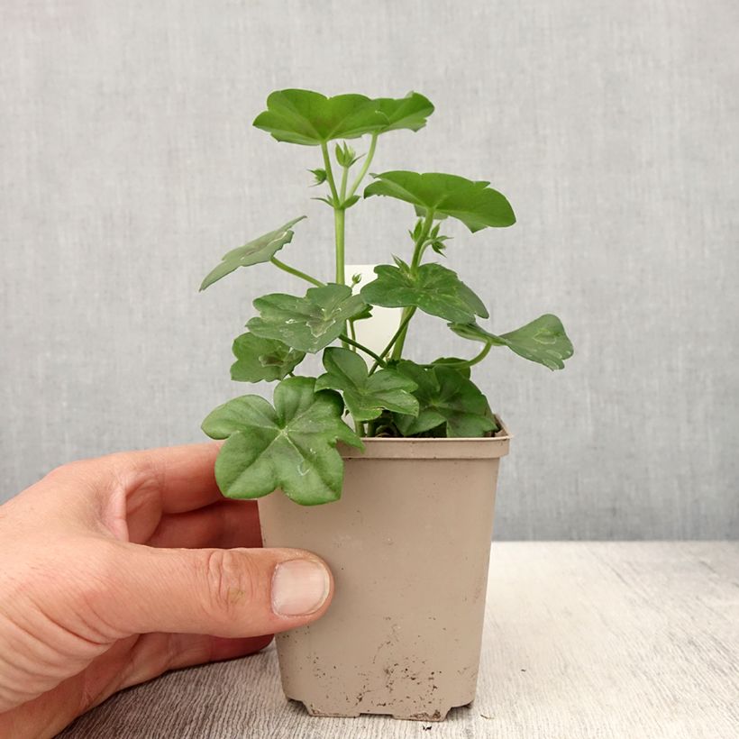 Spécimen de Géranium lierre Rainbow Amethyst - Pelargonium peltatum  Godet de 8/9 cm tel que livré au printemps