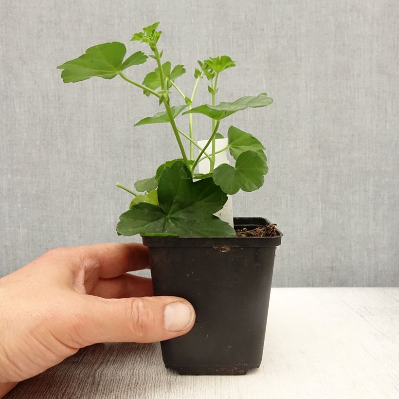 Example of Géranium-lierre Roi des Balcons Desrumeaux Godet de 8/9 cm as you get in printemps