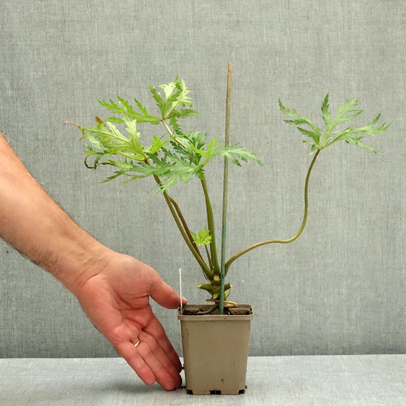 Spécimen de Geranium maderense Album - Géranium de Madère blanc Godet de 8/9 cm tel que livré en été