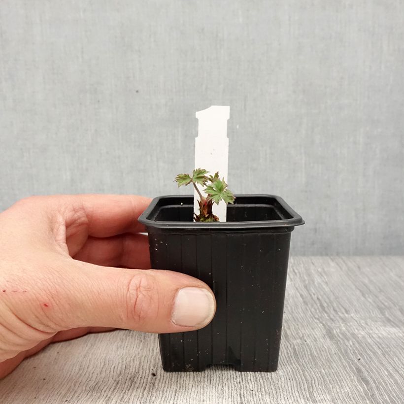 Spécimen de Geranium pratense Else Lacey - géranium des prés Godet de 8/9 cm tel que livré au printemps