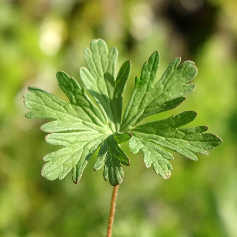 Geranium pratense Else Lacey - géranium des prés (Feuillage)