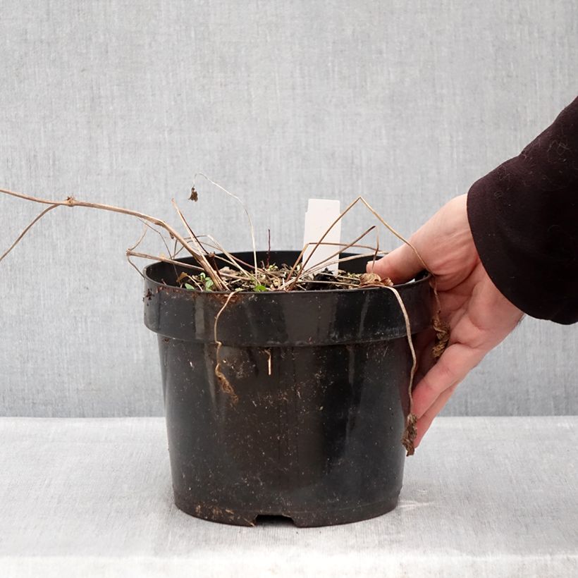 Spécimen de Géranium vivace Ann Folkard Pot de 2L/3L tel que livré en hiver