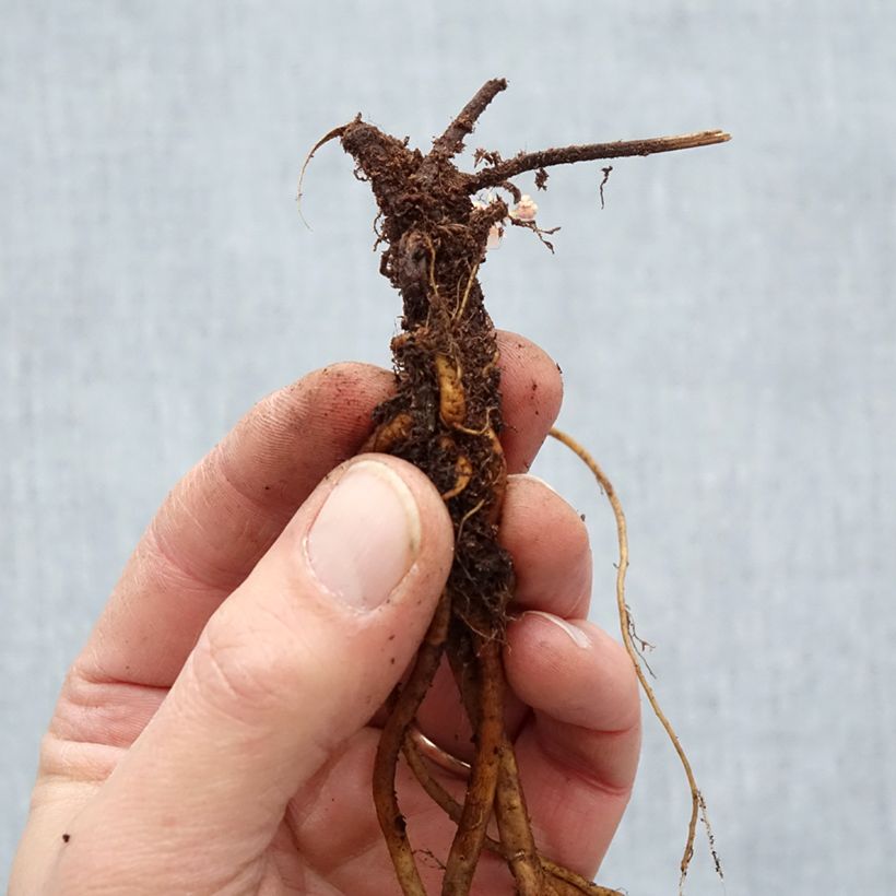 Spécimen de Géranium vivace Ann Folkard Racines nues, Qualité Extra équivalant à un pot de 2L tel que livré en hiver