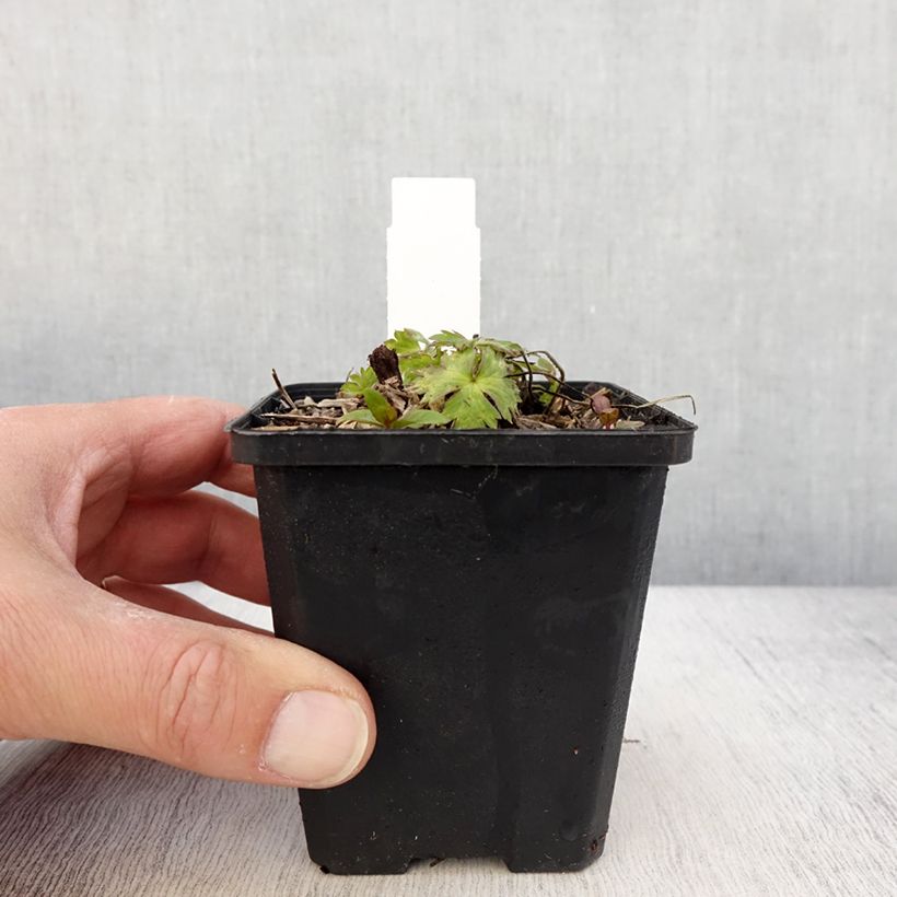 Example of Géranium vivace Anne's Family Mary Anne Godet de 8/9 cm as you get in printemps