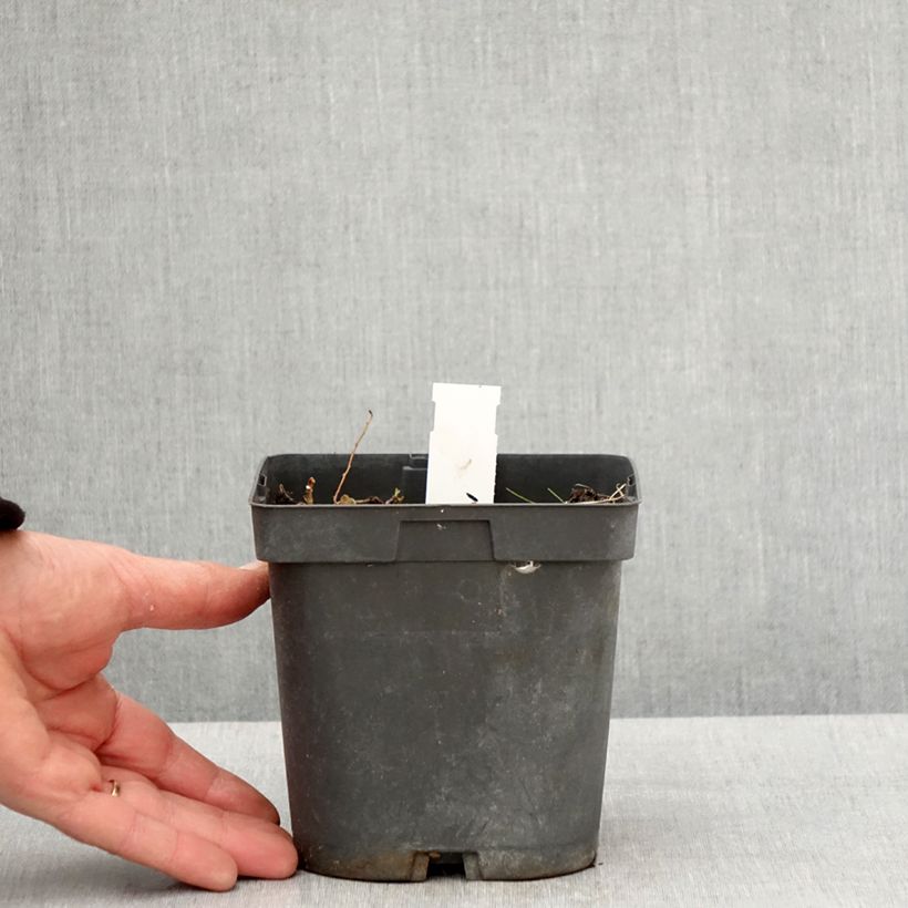 Spécimen de Géranium vivace Blue Sunrise Pot de 2L/3L tel que livré au printemps