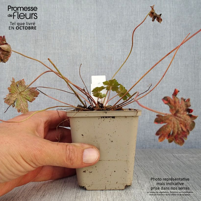 Spécimen de Geranium vivace Bob's Blunder Godet de 8/9 cm tel que livré en automne