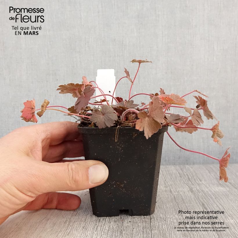 Example of Geranium vivace Bob's Blunder Godet de 8/9 cm as you get in printemps