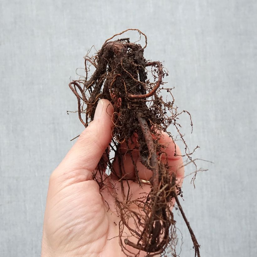 Spécimen de Géranium vivace Brookside - Géranium vivace hybride bleu  Racines nues tel que livré en hiver