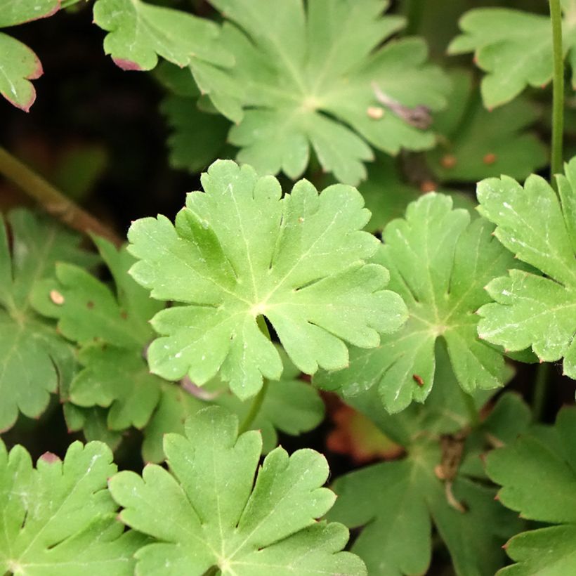 Géranium vivace cantabrigiense Cambridge (Feuillage)