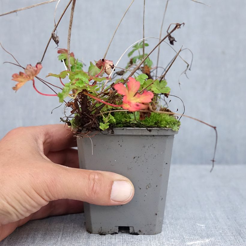 Spécimen de Géranium vivace cantabrigiense Cambridge Godet de 8/9 cm tel que livré en automne