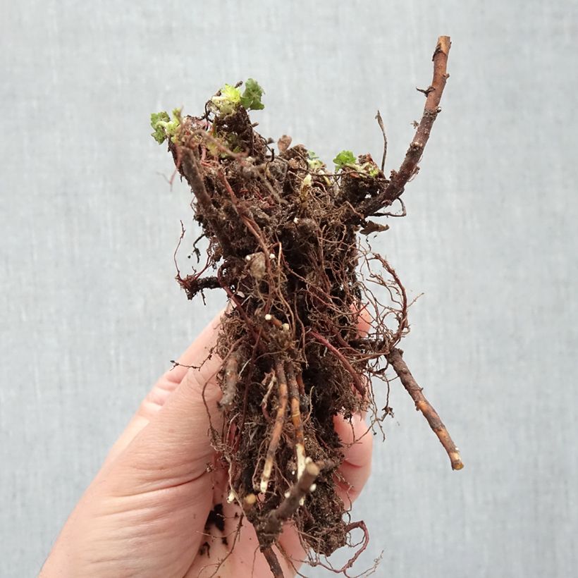 Example of Géranium vivace cantabrigiense St Ola Racines nues as you get in hiver