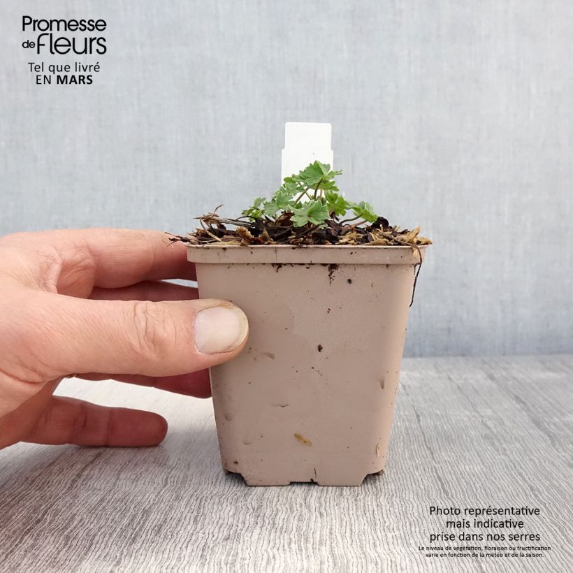 Spécimen de Géranium vivace cinereum Carol Godet de 8/9 cm tel que livré au printemps