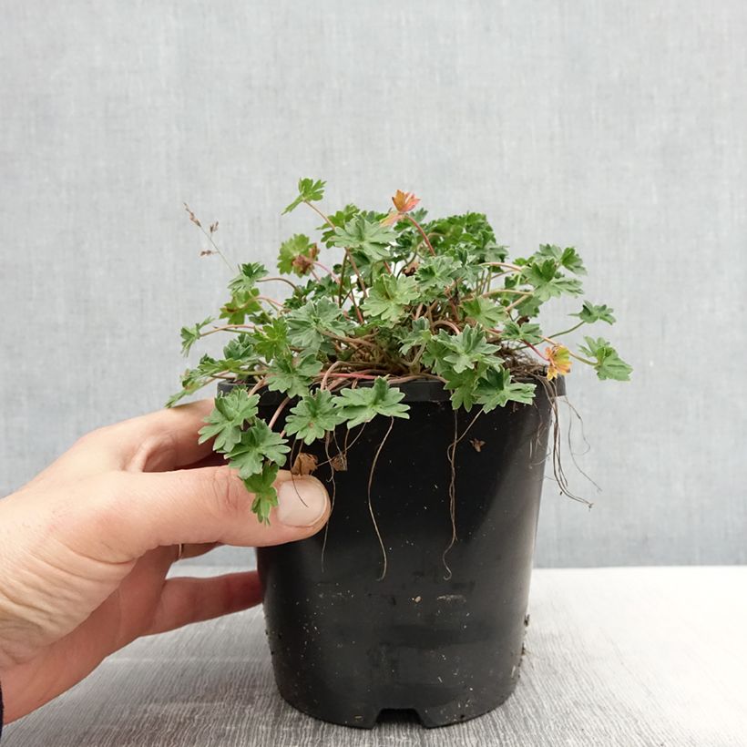 Spécimen de Géranium vivace cinereum Laurence Flatman Pot de 1,5L/2L tel que livré au printemps