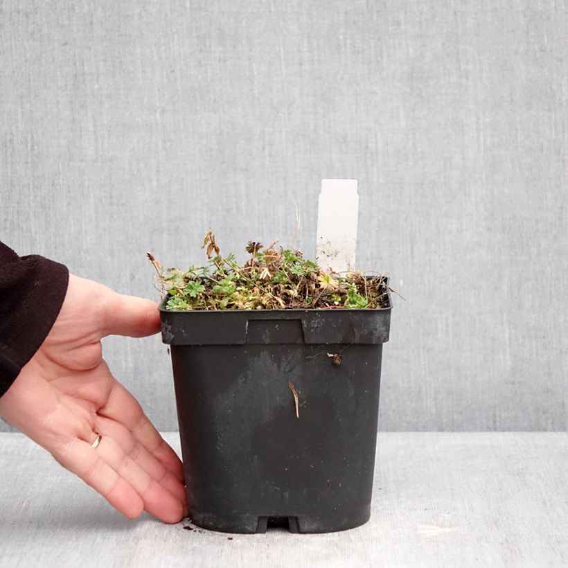 Spécimen de Géranium vivace cinereum v. subcaulescens Giuseppii Pot de 2L/3L tel que livré en hiver