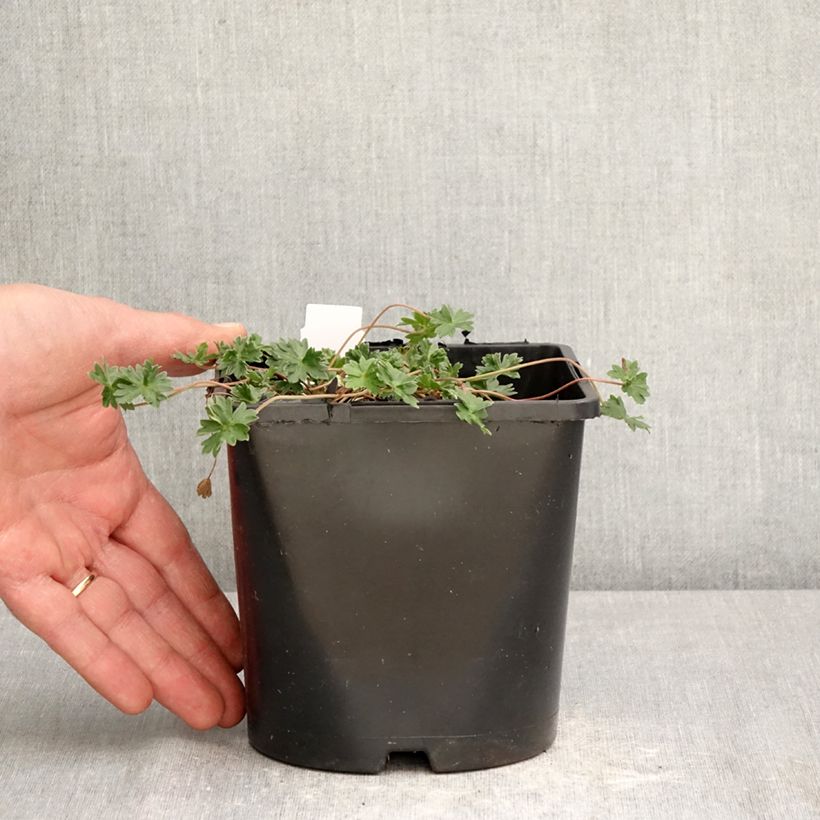 Spécimen de Géranium vivace cinereum v. subcaulescens Giuseppii Pot de 2L/3L tel que livré au printemps