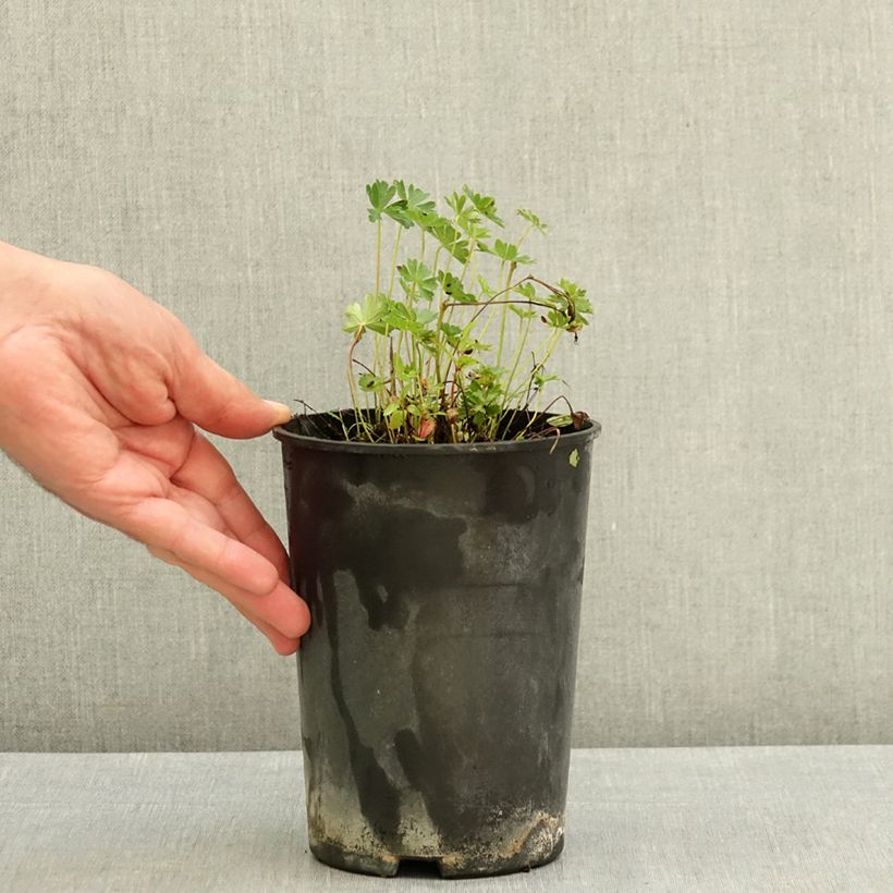 Spécimen de Géranium vivace cinereum v. subcaulescens  Pot de 2L/3L tel que livré en été
