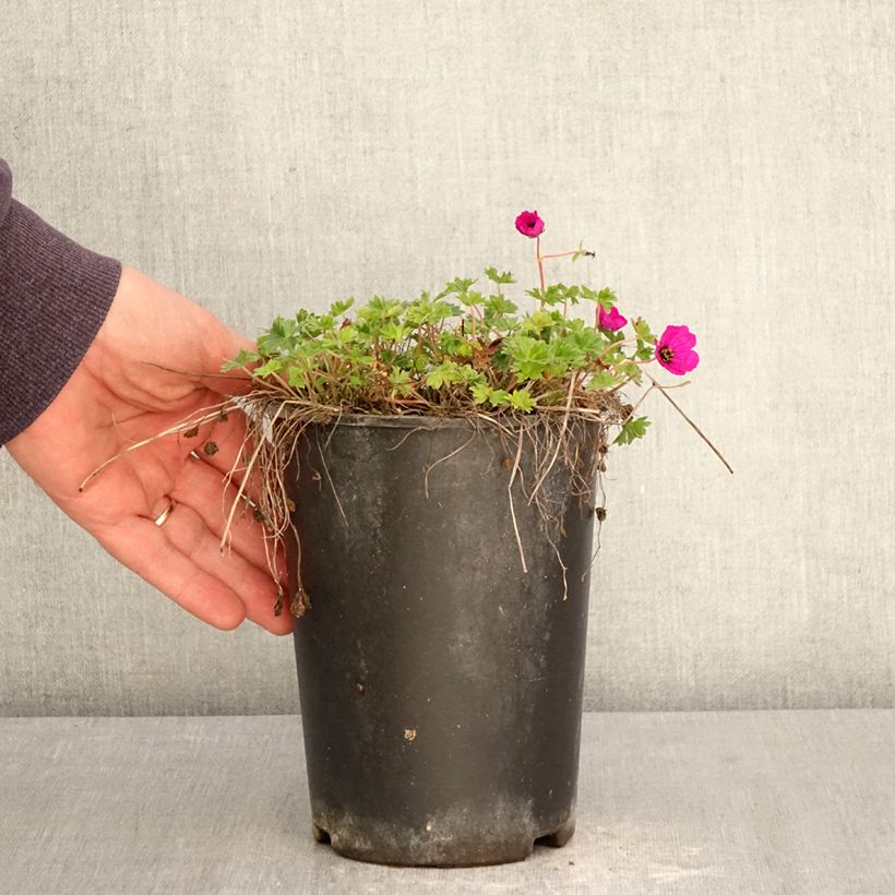 Spécimen de Géranium vivace cinereum v. subcaulescens  Pot de 2L/3L tel que livré au printemps