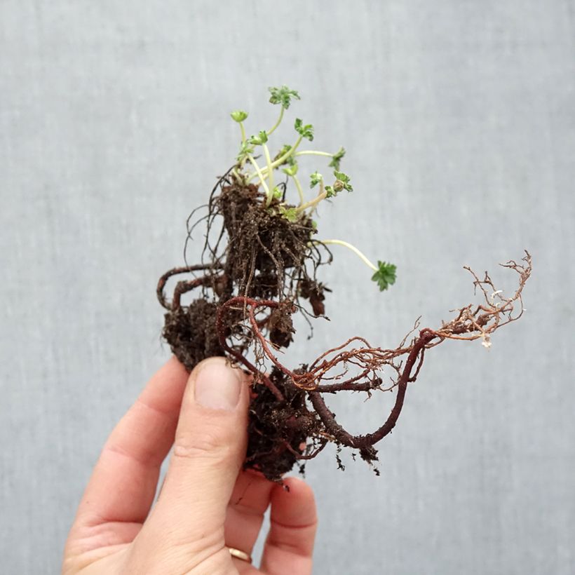 Spécimen de Géranium vivace cinereum v. subcaulescens  Racines nues tel que livré en hiver