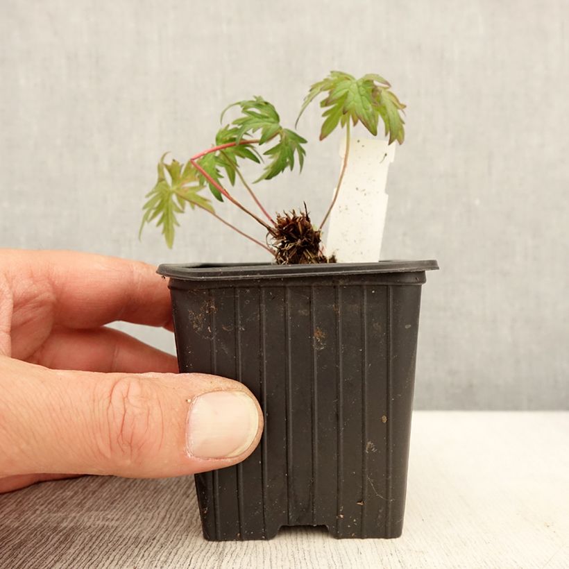 Spécimen de Géranium vivace clarkei Kashmir Purple Godet de 8/9 cm tel que livré au printemps