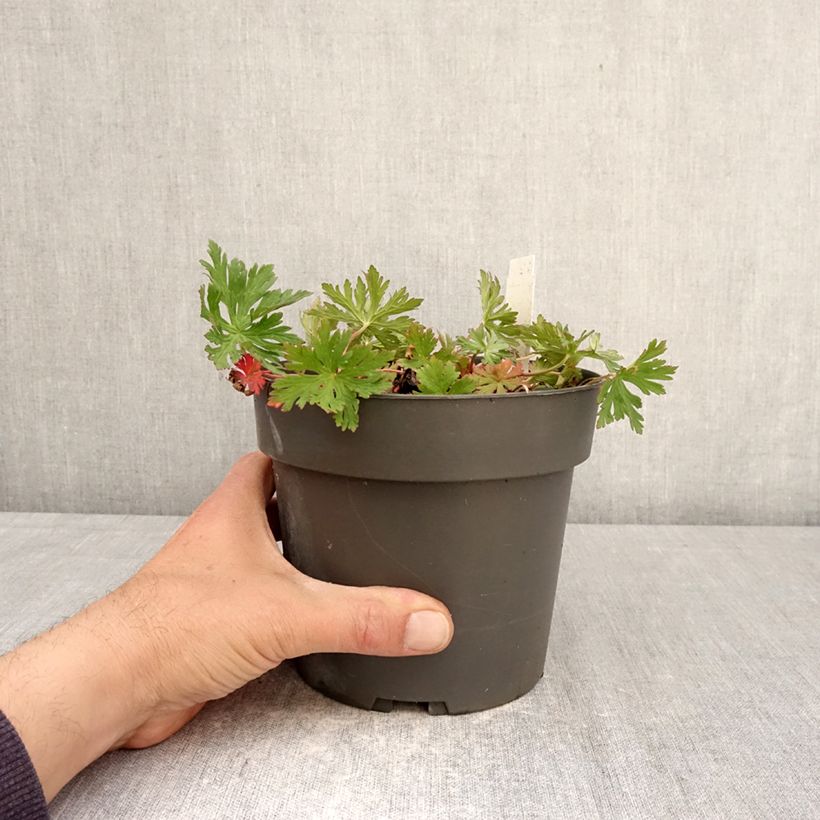 Spécimen de Géranium vivace clarkei Kashmir Purple Pot de 2L/3L tel que livré au printemps