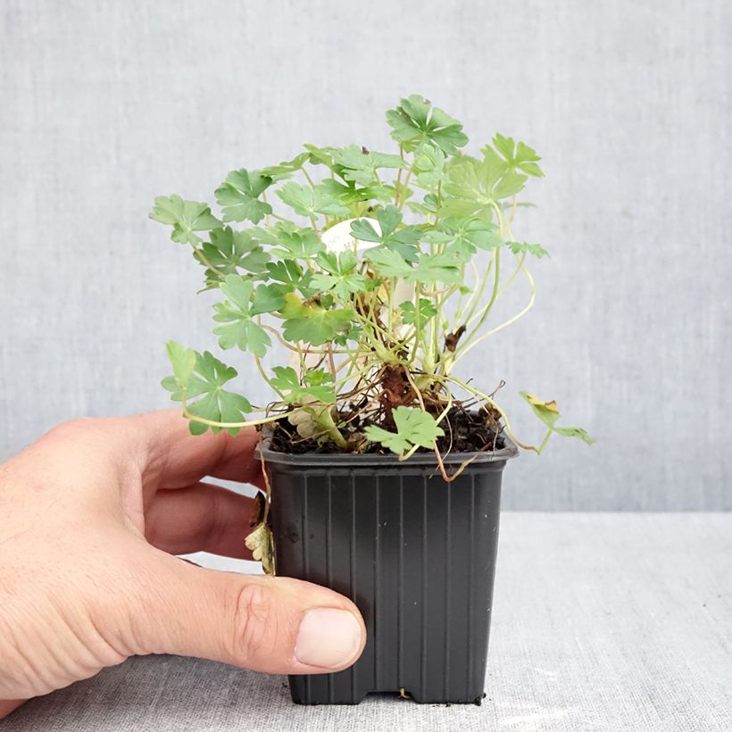 Spécimen de Geranium vivace dalmaticum - Géranium de Dalmatie Godet de 8/9 cm tel que livré en automne