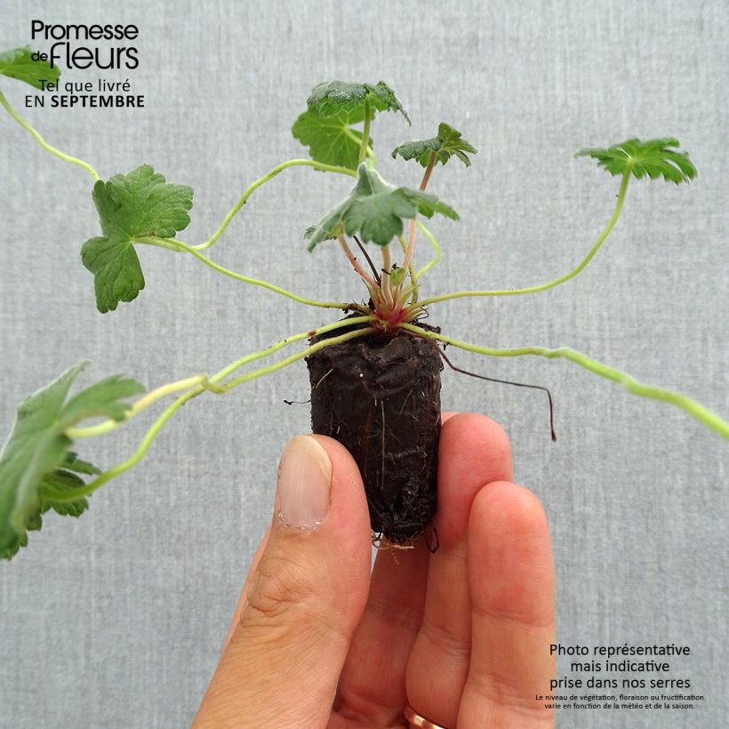 Spécimen de Géranium vivace Dreamland Mini-motte Ø 3/4 cm tel que livré en automne