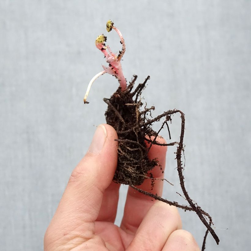 Spécimen de Géranium vivace endressii Racines nues tel que livré en hiver