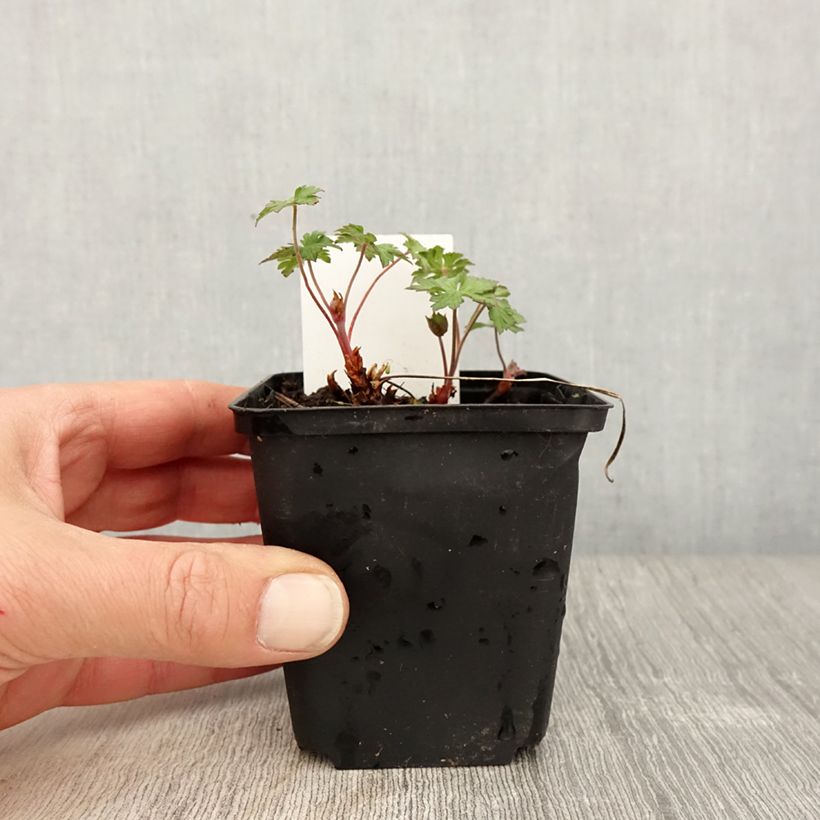 Spécimen de Geranium vivace himalayense Gravetye - Géranium de l'hymalaya Godet de 8/9 cm tel que livré au printemps