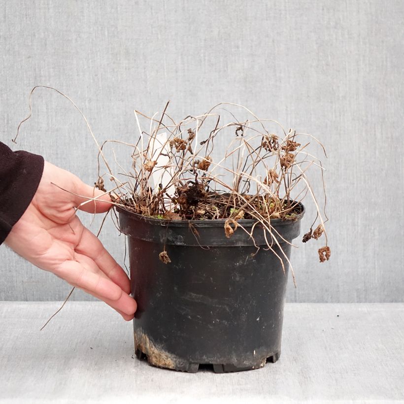 Spécimen de Geranium vivace himalayense Gravetye - Géranium de l'hymalaya Pot de 2L/3L tel que livré en hiver