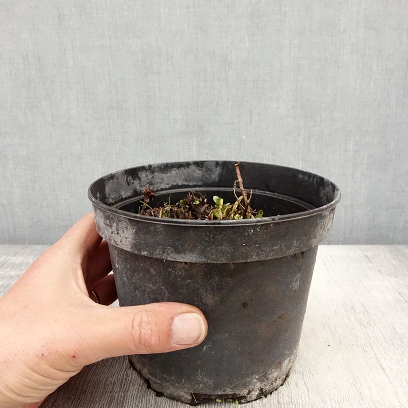 Spécimen de Géranium vivace himalayense Plenum (Birch Double) Pot de 2L/3L tel que livré au printemps