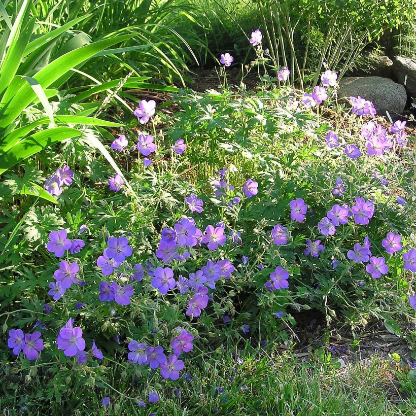 Geranium vivace Johnson's blue (Flowering)